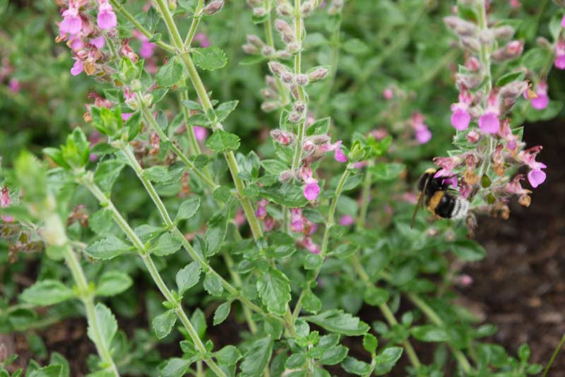 Teucrium Chamaedrys, Edel-Gamander