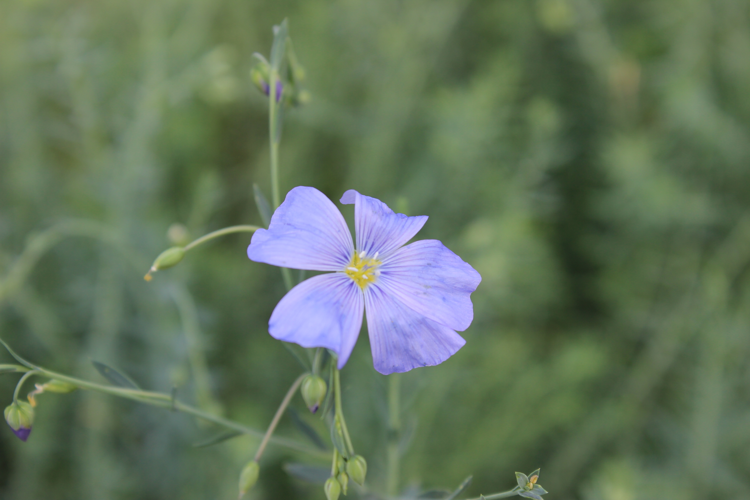 Linum Perenne, Staudenlein
