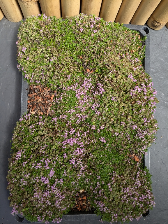 Pflanzteppich-Thymus-praecox3 Pflanzenteppiche Stauden