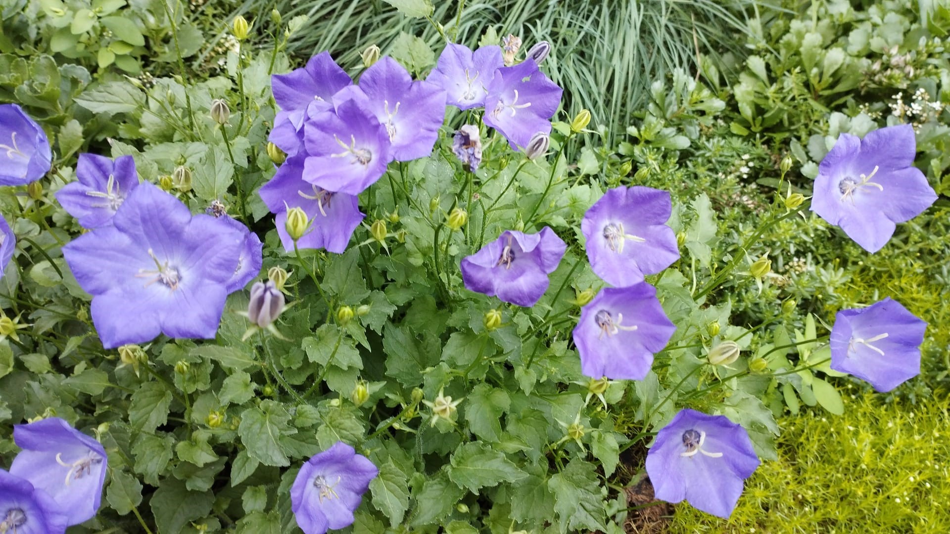 Campanula carpatica, Karpaten-Glockenblume