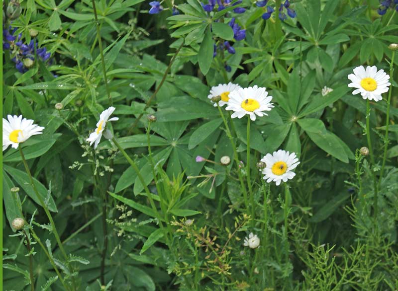 Aster Alpinus, Alpen-Aster