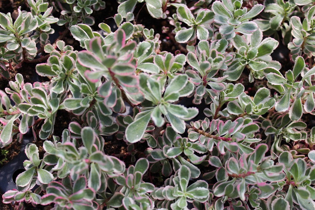 Sedum spurium tricolor - Teppichsedum
