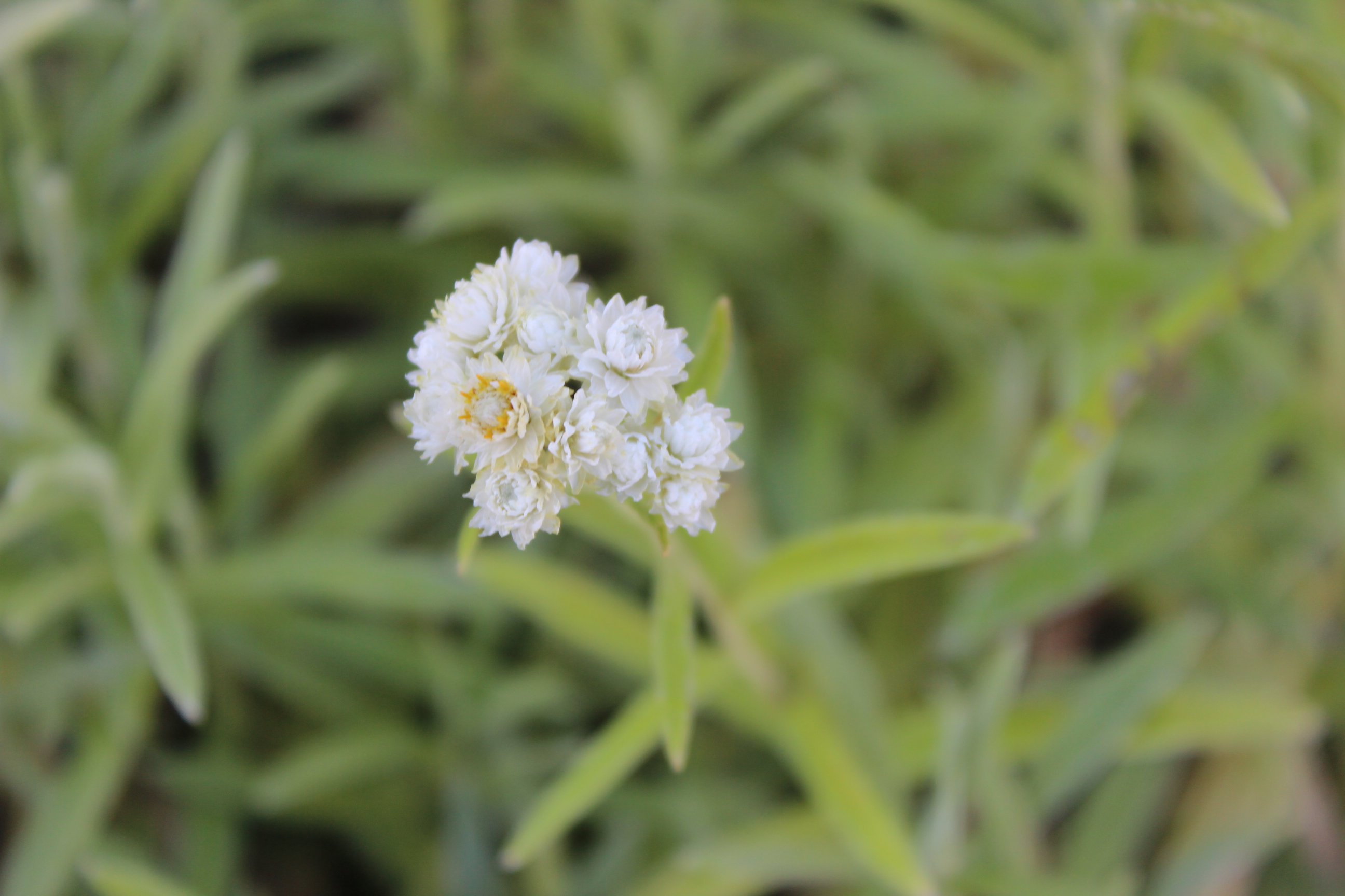 Anaphalis triplinervis- Himalaya Perlkörbchen