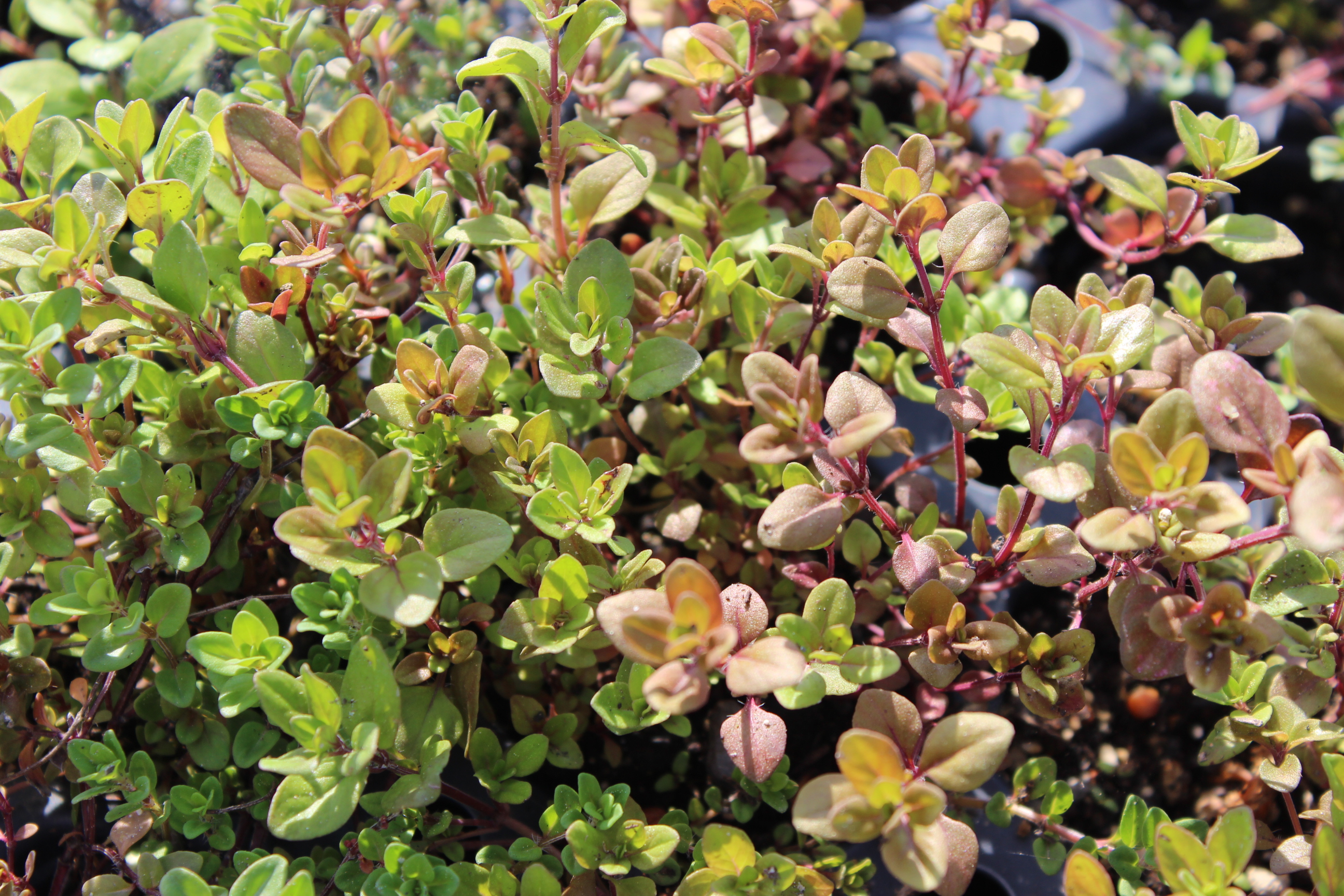 Thymus Bodendecker niedrige Sorten