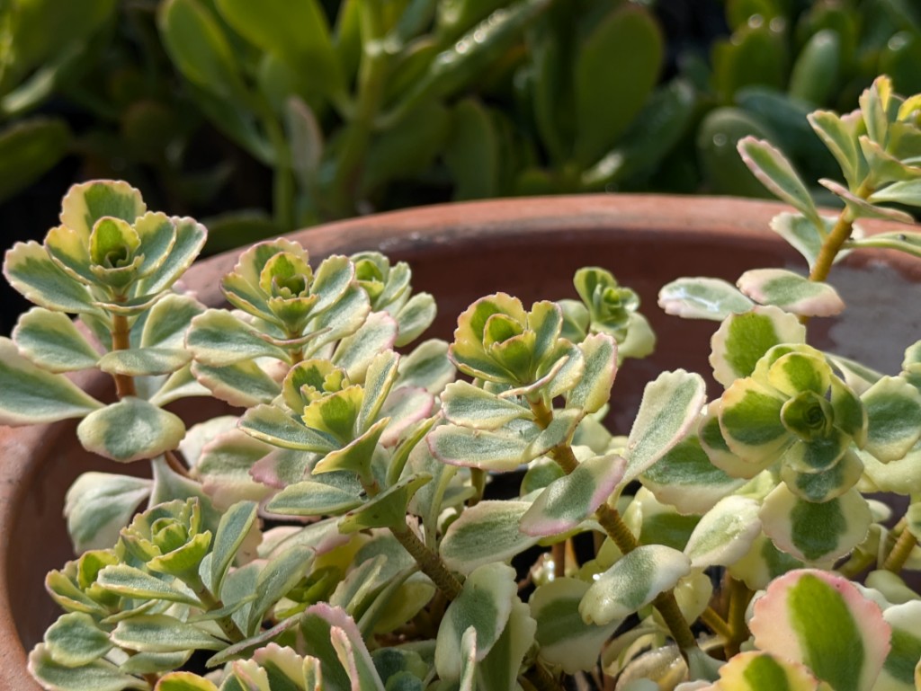 Sedum spurium variegata - Teppich-Fettblatt 'Variegatum'