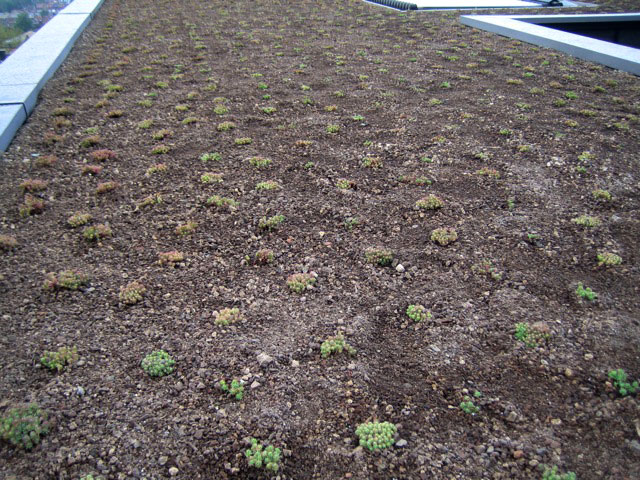 sedum-dachgarten24-2