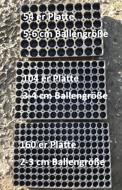 Plattengr-ssen