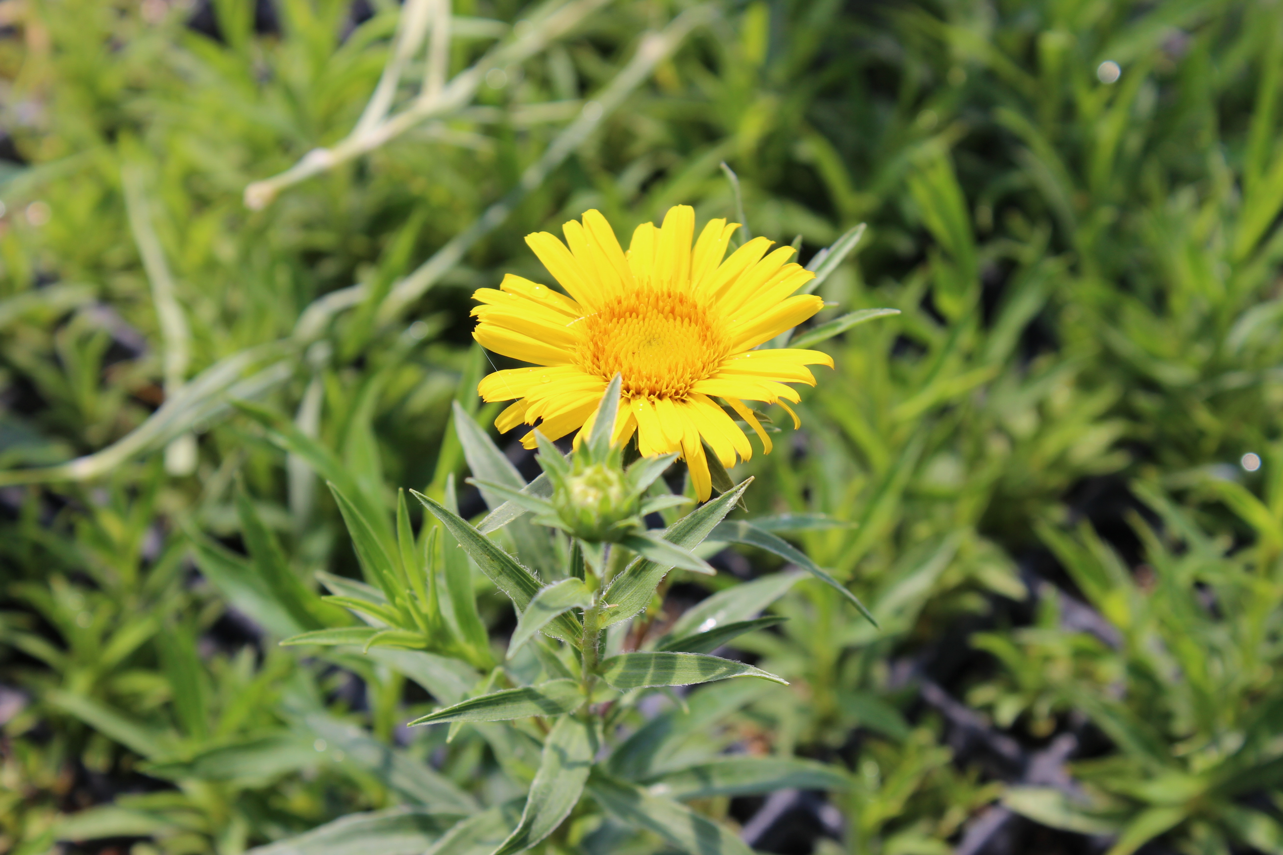 Inula ensifolia, Schwert-Alant