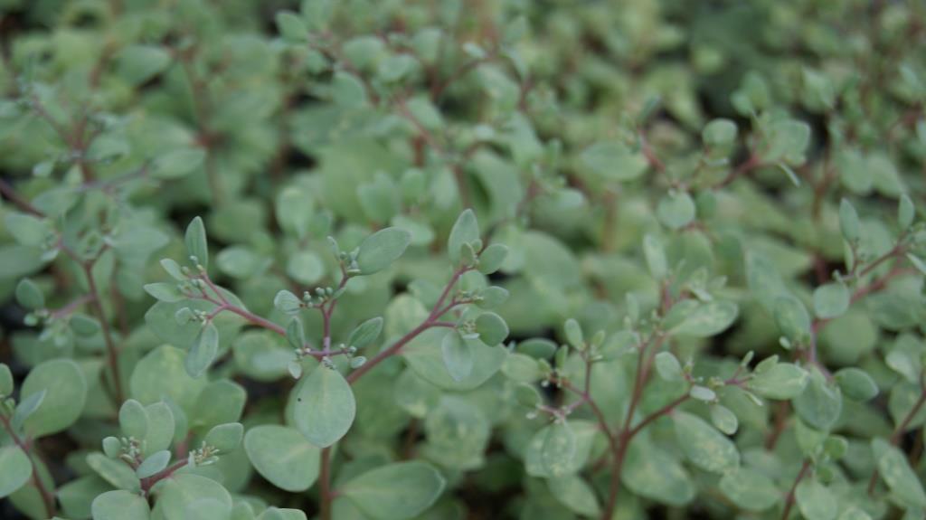 Hylotelephium cauticola, Himalaja Fetthenne