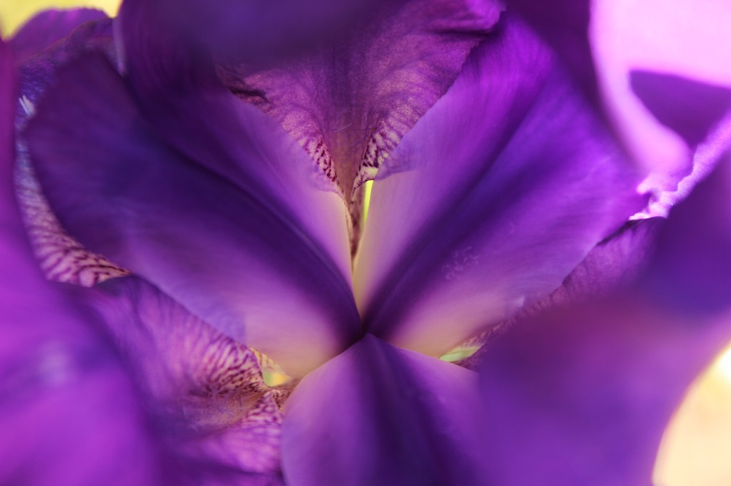 Iris pumila, Zwergiris