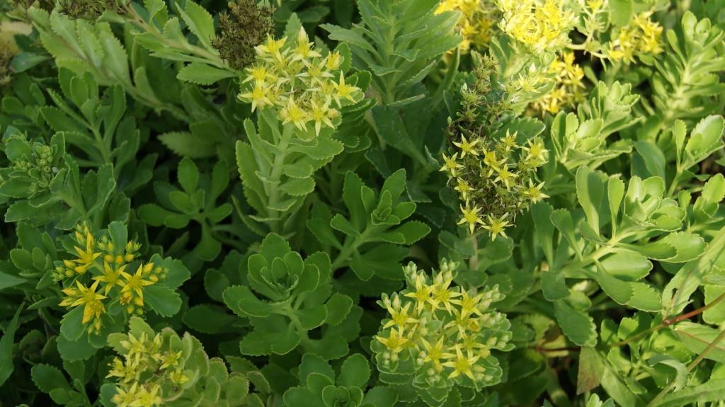 Sedum aizoon, Goldsedum