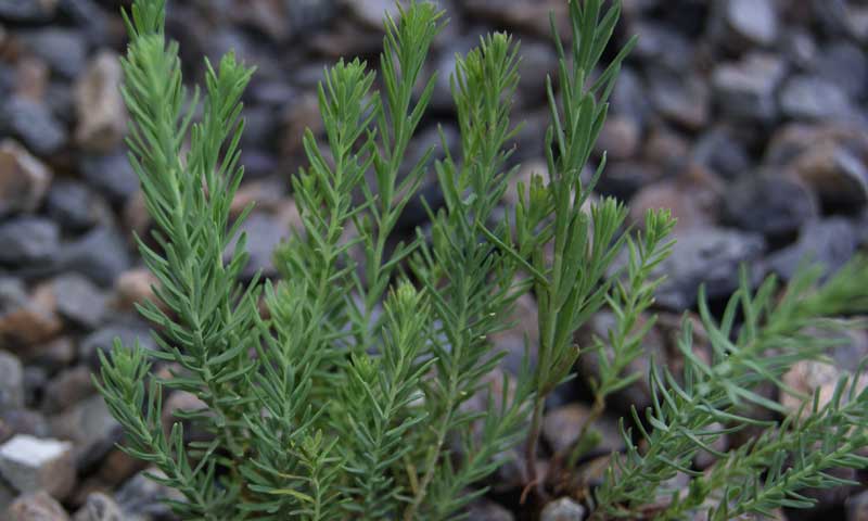Linum Perenne, Staudenlein