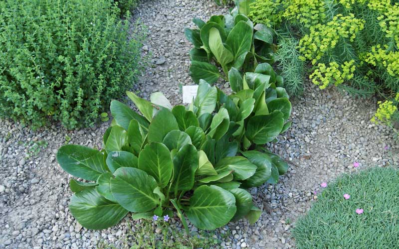 Bergenia cordifolia, Riesensteinbrech