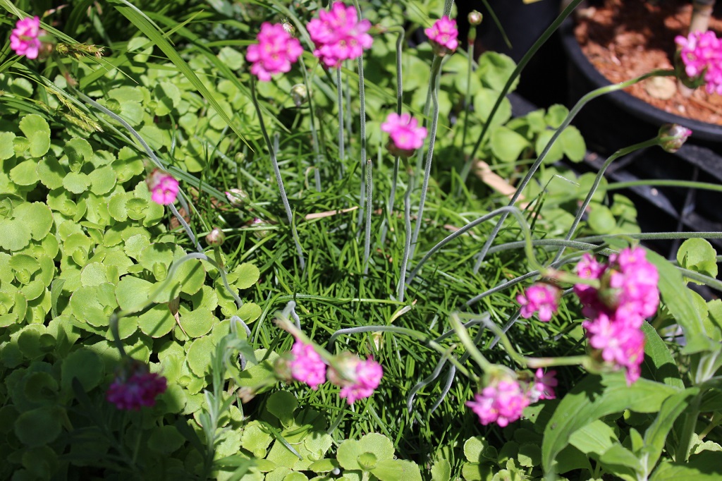 Armeria maritima, Grasnelke