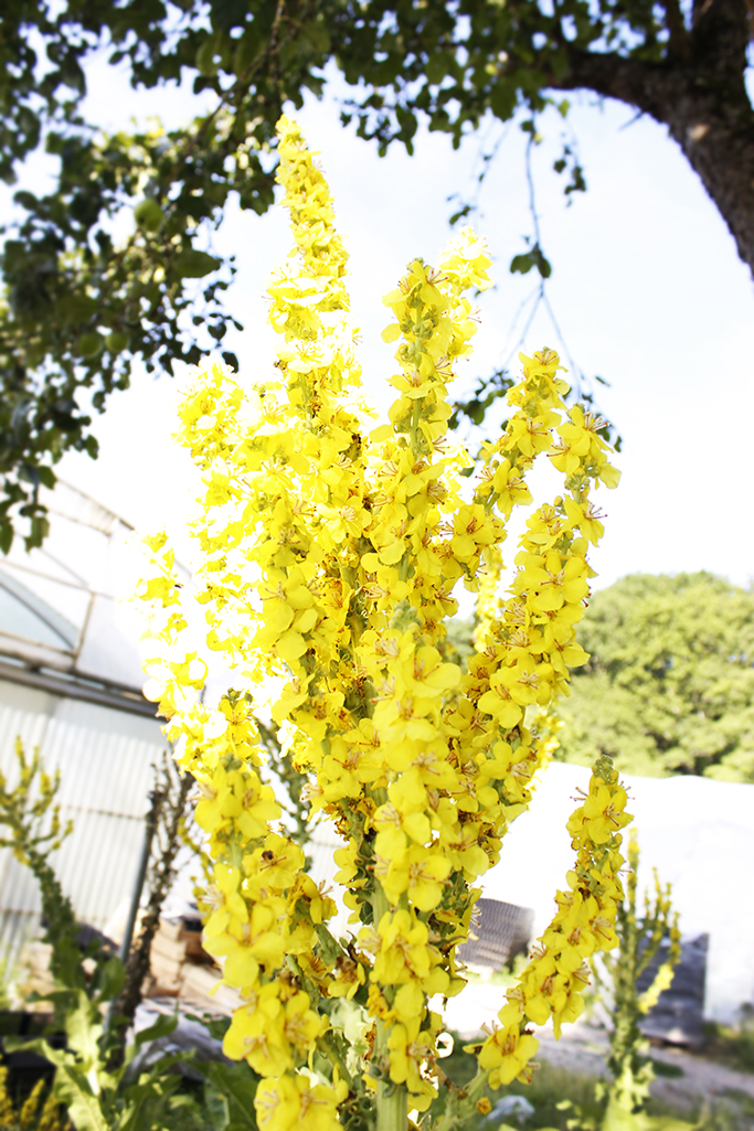 Verbascum nigrum, dunkle Königskerze