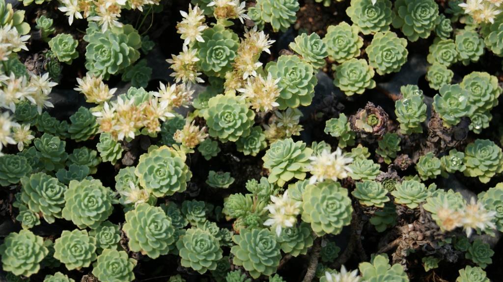 Rhodiola primuloides var. pachyclados, Afghanischer Rosenwurz