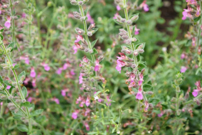 Teucrium Chamaedrys, Edel-Gamander