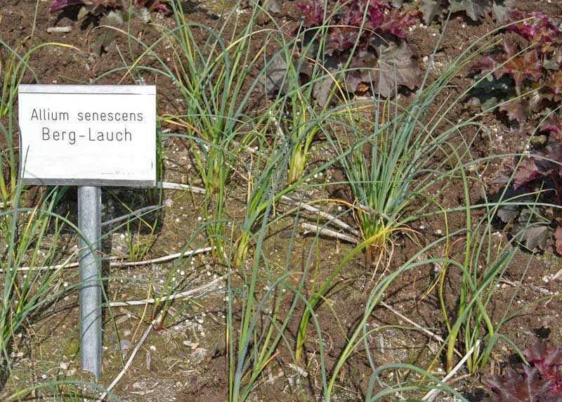allium-senescens-berglauch-bambuswald Allium senescens, Berglauch