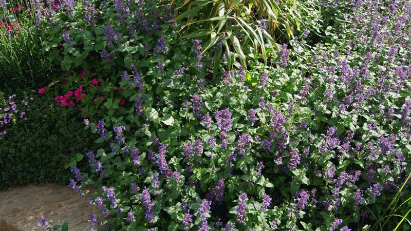Nepeta racemosa, Katzenminze