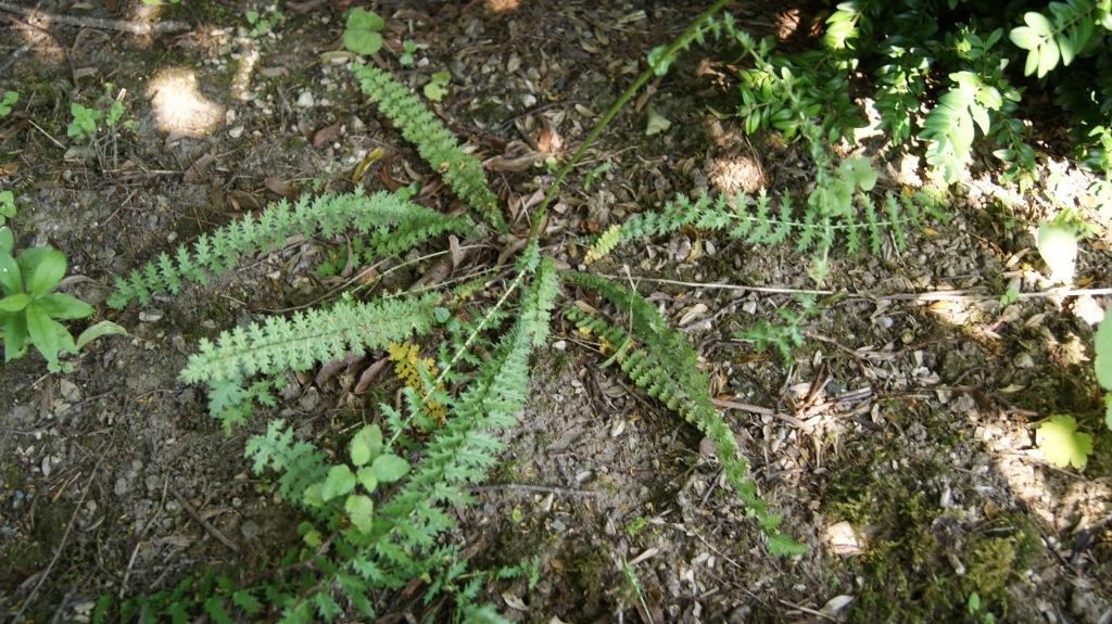 Sanguisorba minor, Pimpinelle
