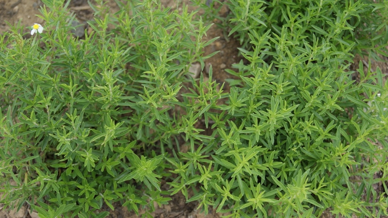 satureja-montana-bergbohnenkraut_bambuswald_dachgarten24 Satureja montana, Bergbohnenkraut