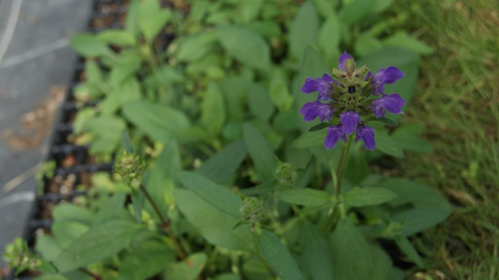 Prunella vulgaris, Braunelle