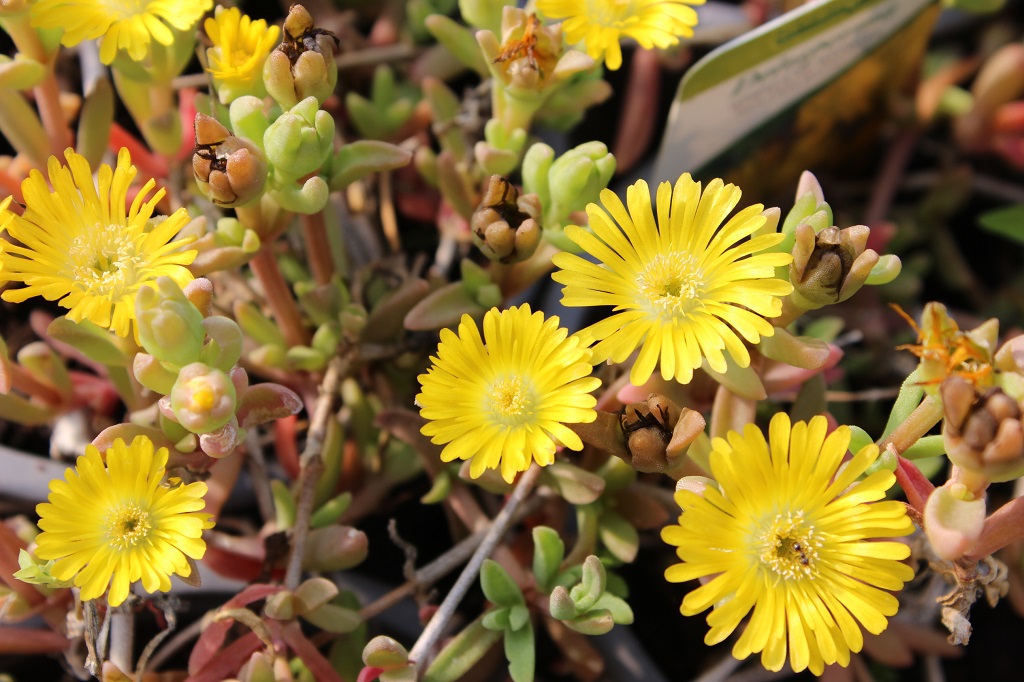 delosperma-2 Delosperma congestum, Gelbe Mittagsblume