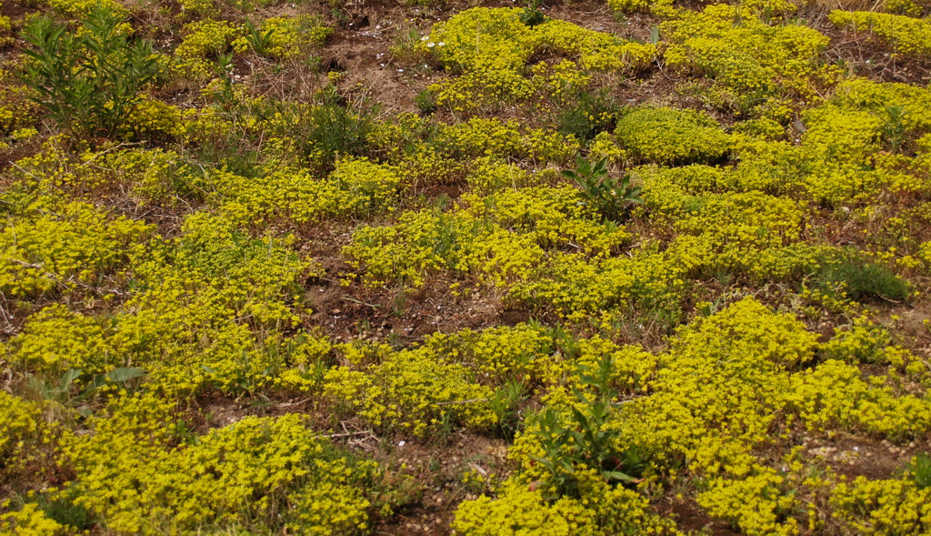 Sedum acre, Scharfer Mauerpfeffer