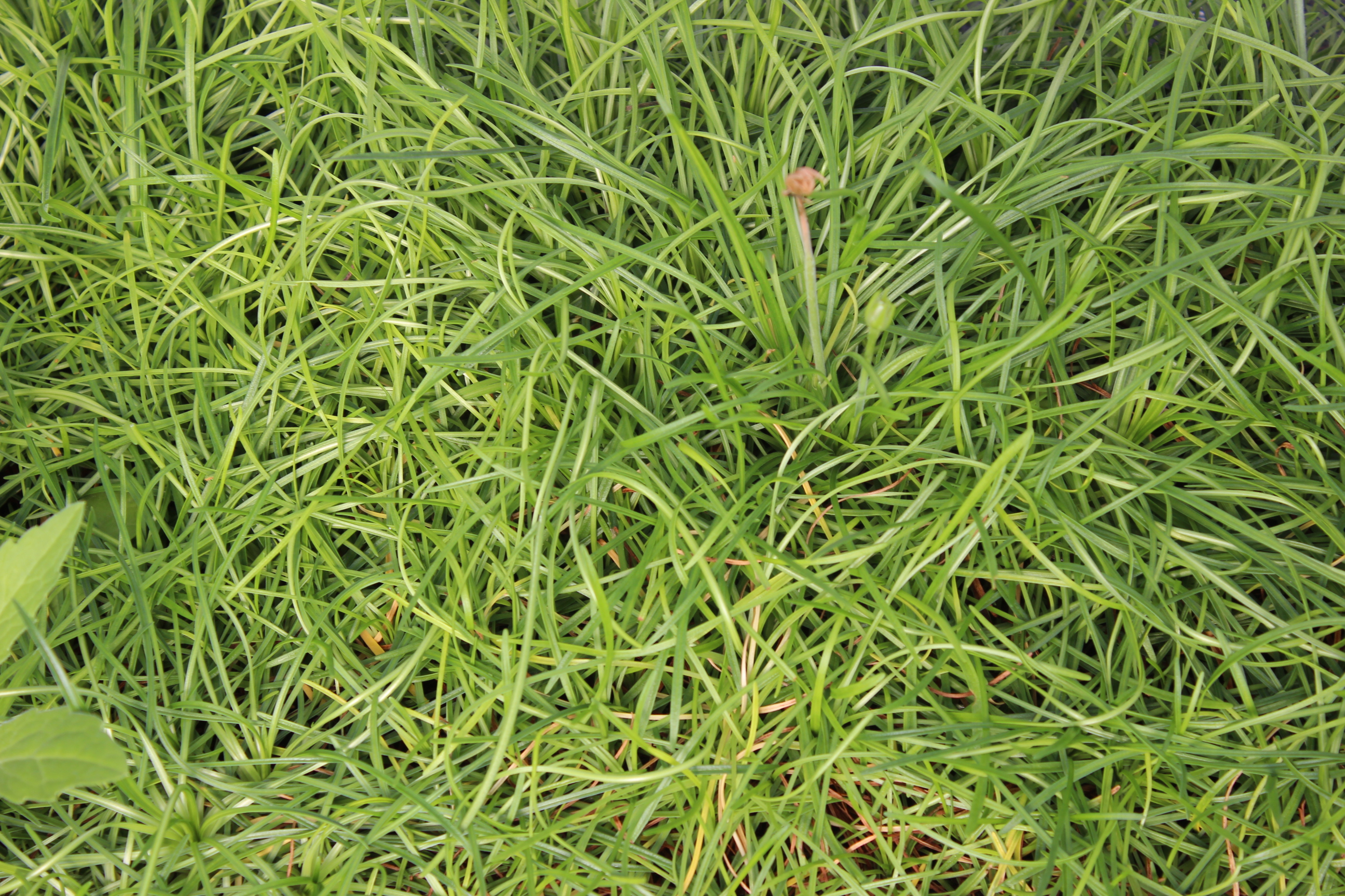 Armeria maritima, Grasnelke