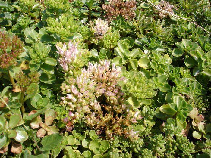 Sedum spurium roseum - Rosa Teppich-Fettblatt