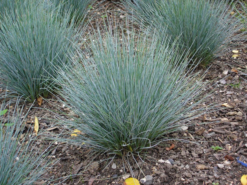 Festuca cinerea glauca, Blauschwingel