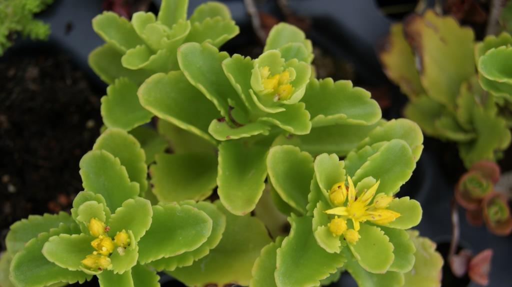 Sedum kamtschaticum, Kamtschatka-Sedum