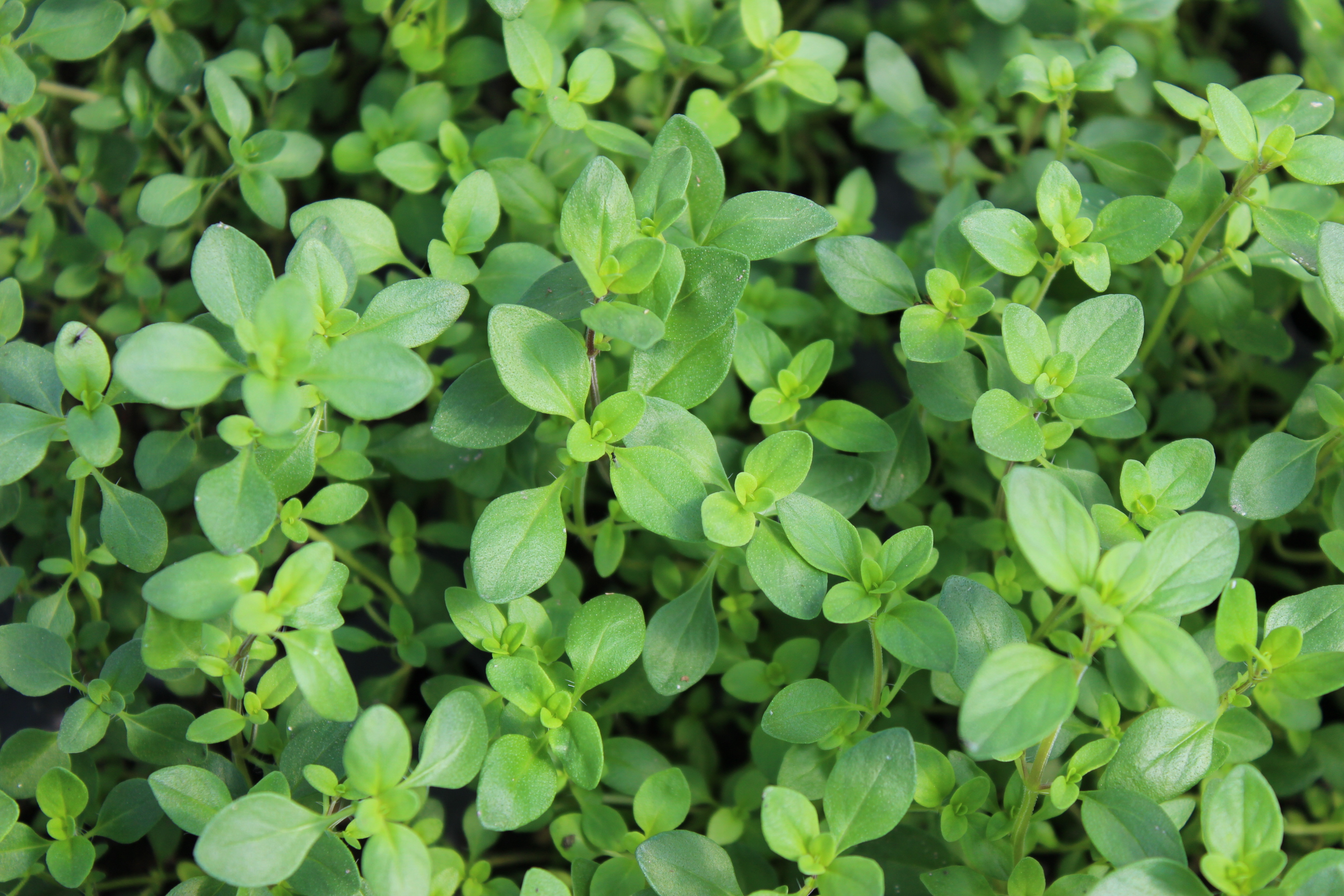 Thymus-Poly5 Thymus pulegioides – Echter Quendel