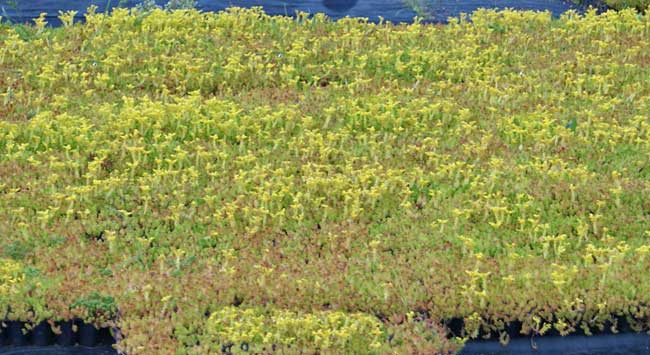 Sedum sexangulare, Milder Mauerpfeffer