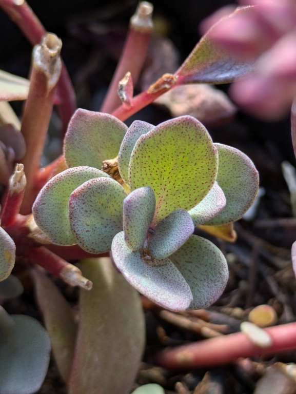 Sedum Sun Sparkler, Polster-Fetthenne