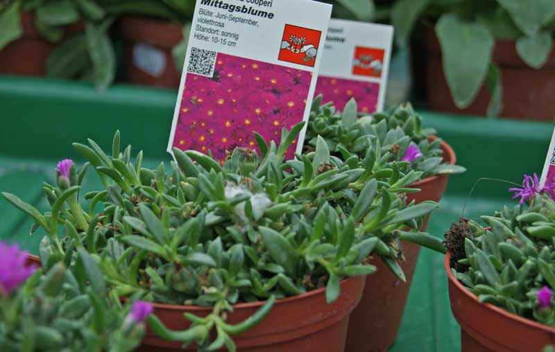 Delosperma cooperi, Rote Mittagsblume