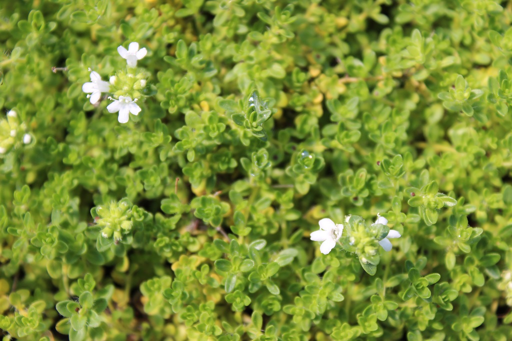 Thymus-weiss2 Thymus serpyllum Albus – Weißer Sand-Thymian