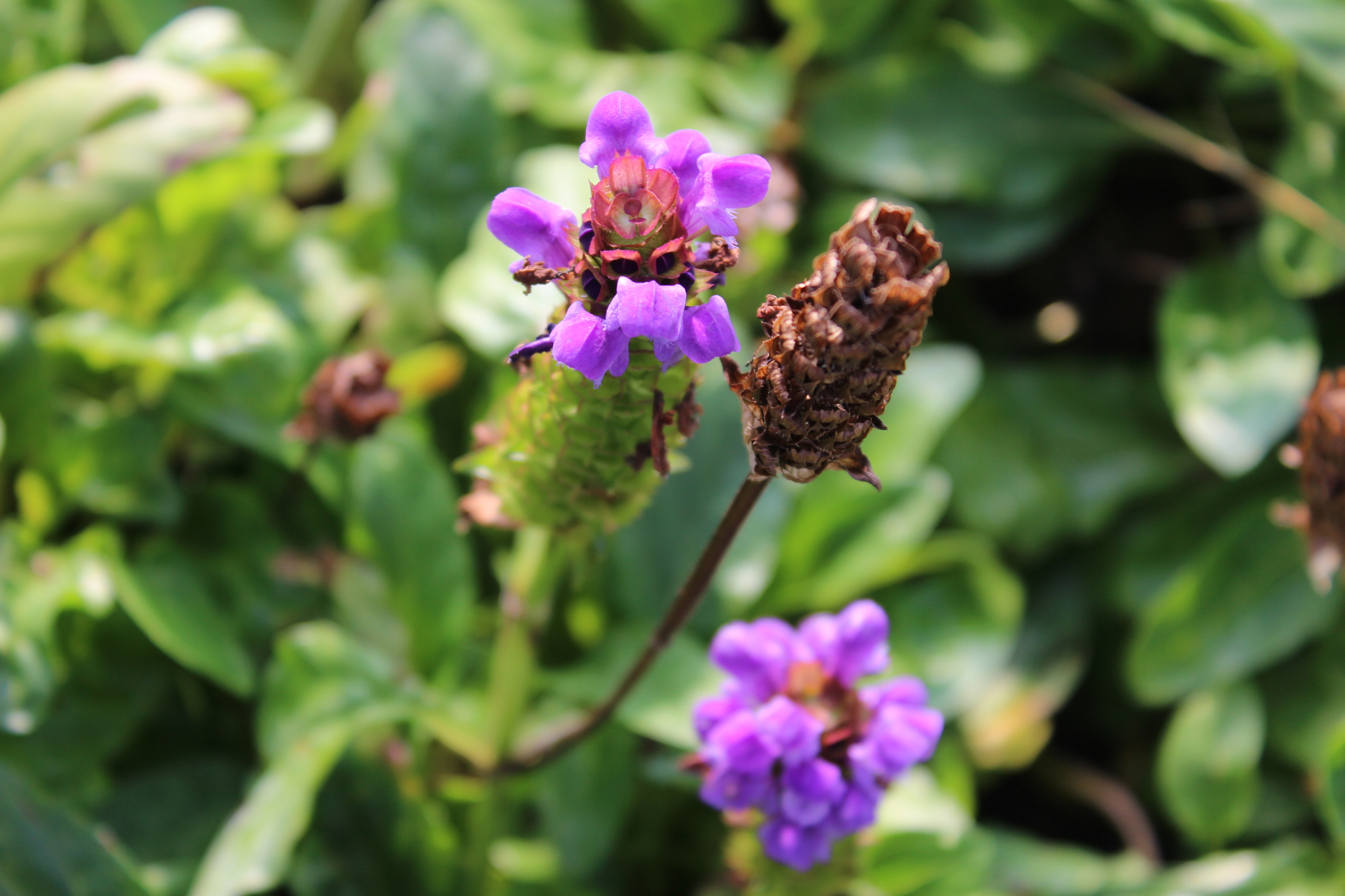 Prunella grandiflora, Großblütige Braunelle