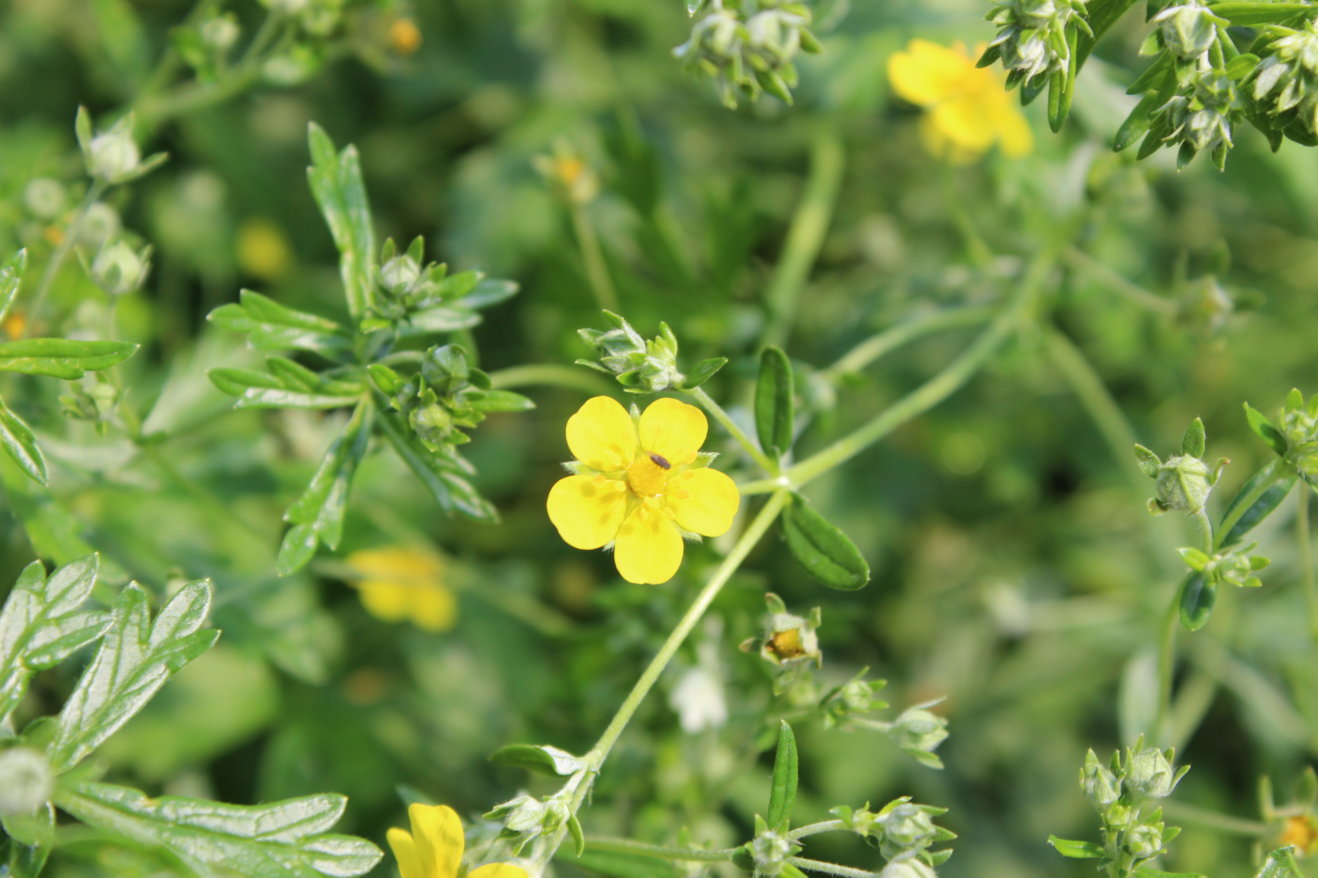 Potentilla argentea- Silber Fingerkraut