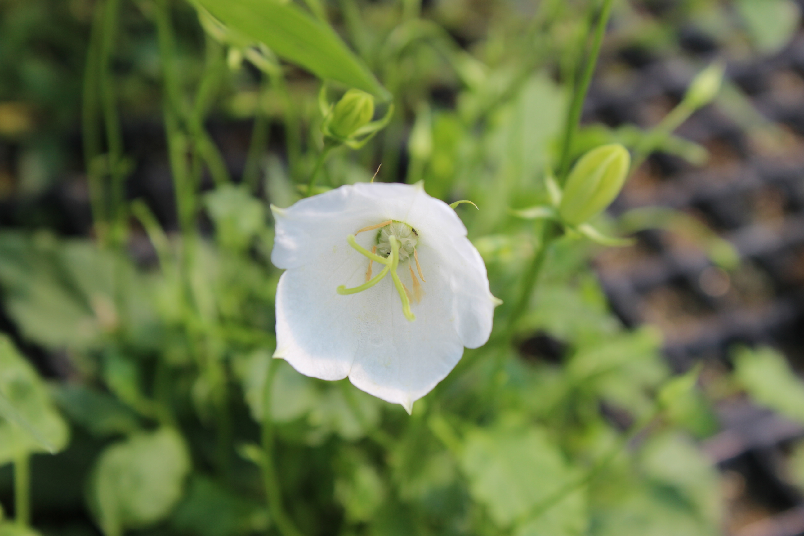 Campanula carpatica alba, Karpaten-Glockenblume