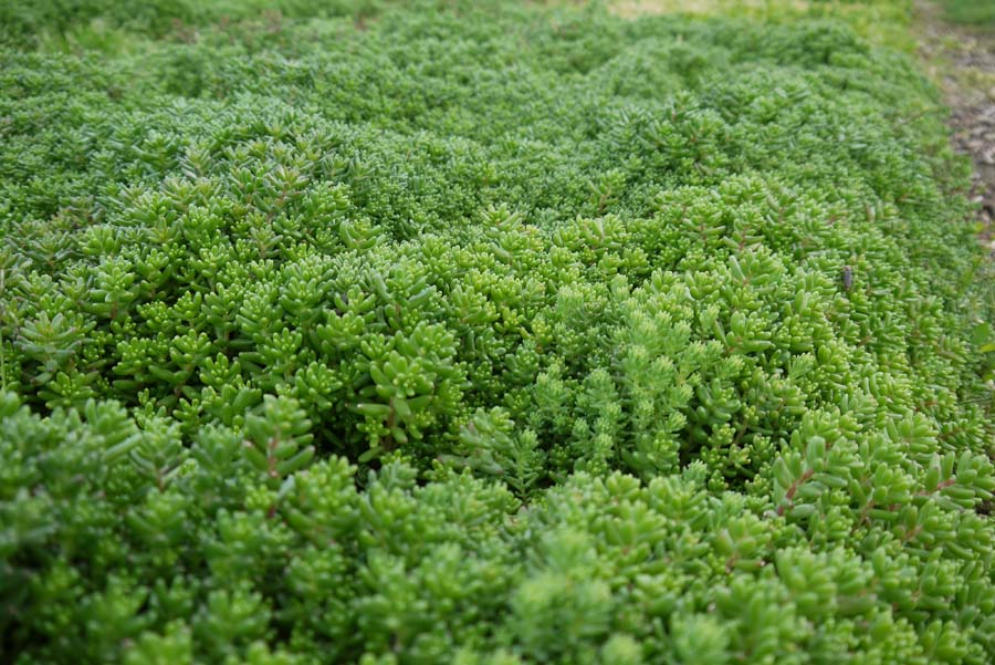 Sedum album, weißer Mauerpfeffer