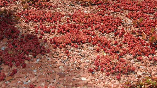 Sedum album Coral Carpet, Rotmoos Mauerpfeffer