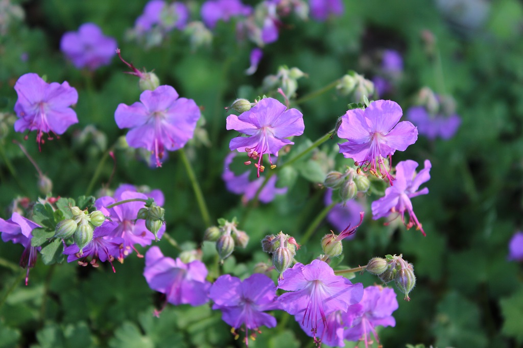 Geranium cantabrigiense cambridge, Storchschnabel
