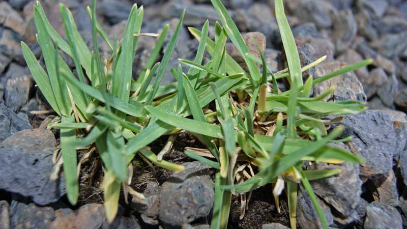 Carex flacca - Blaugrüne Segge