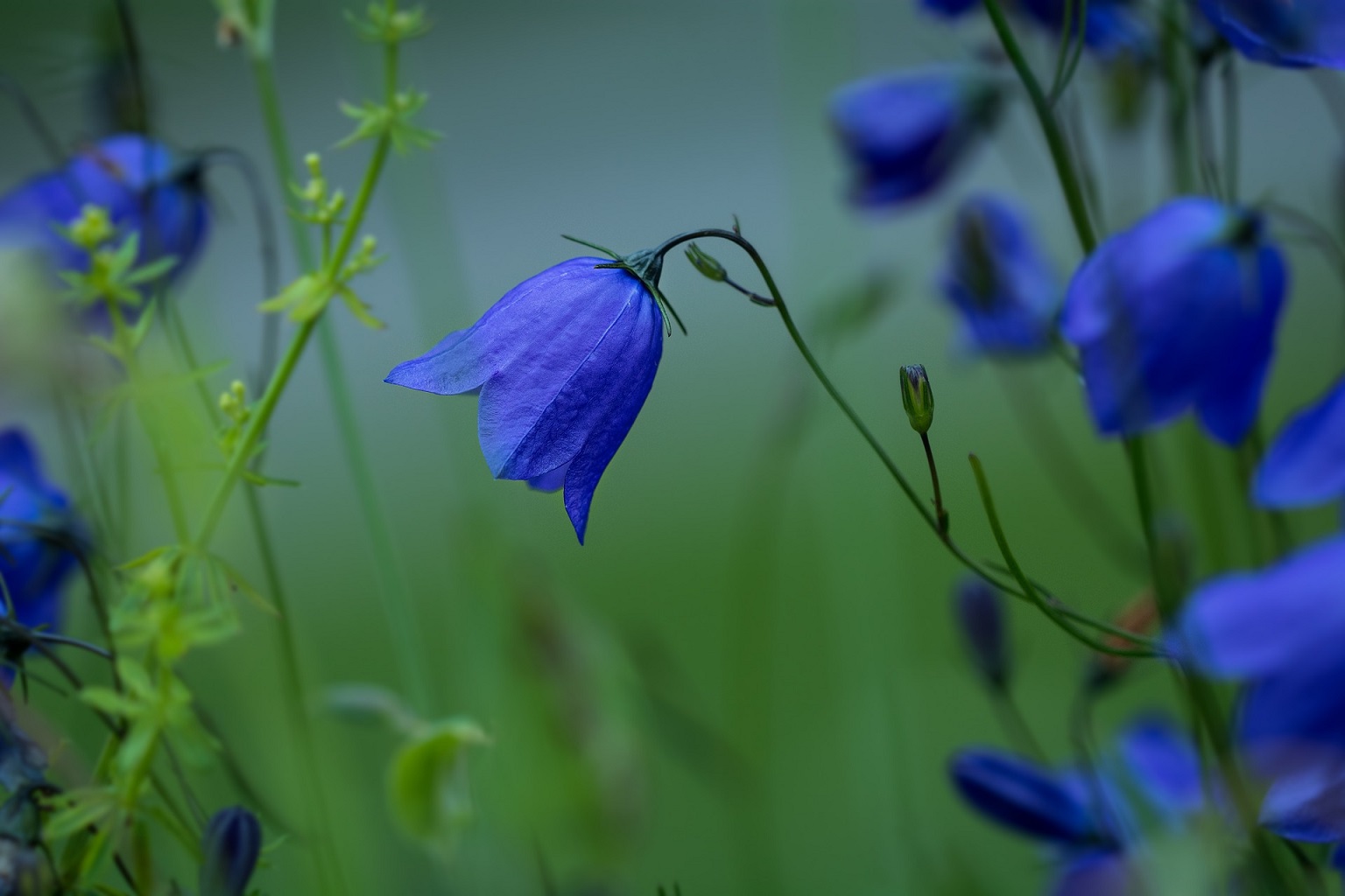 Campanula rotundifolia, Glockenblume