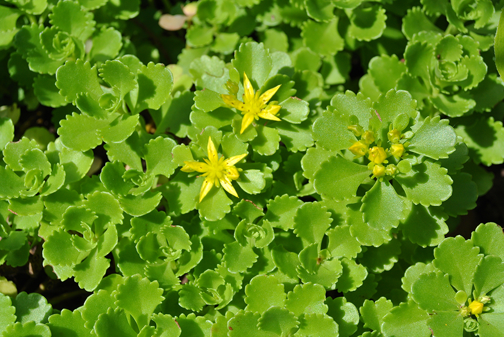 Sedum hybridum, Immergrünchen
