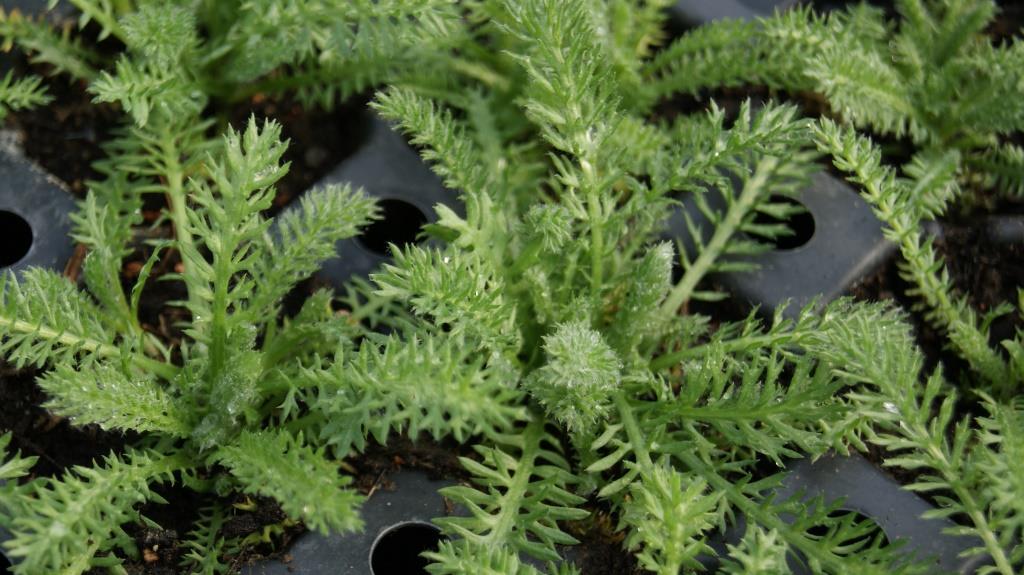 Achillea tomentosa, Teppichschafgarbe