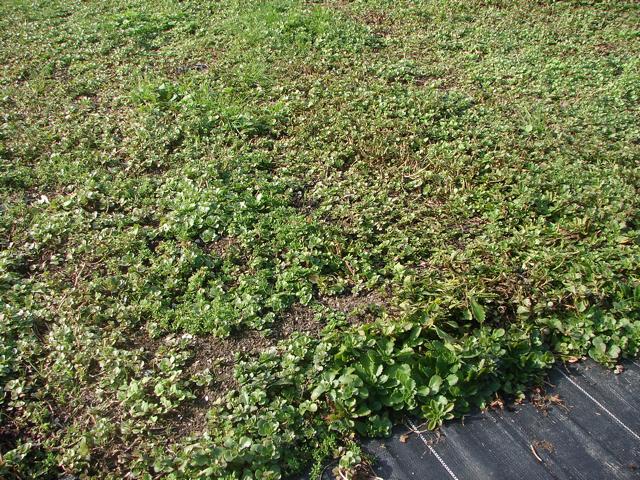 sedum02271