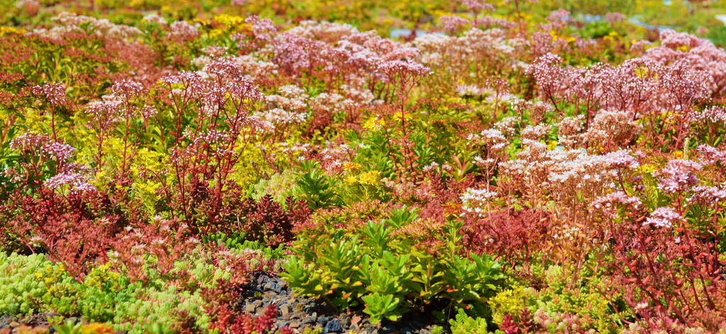 Sedum-buntmix Sedumsprossen Buntmischung (Standard)