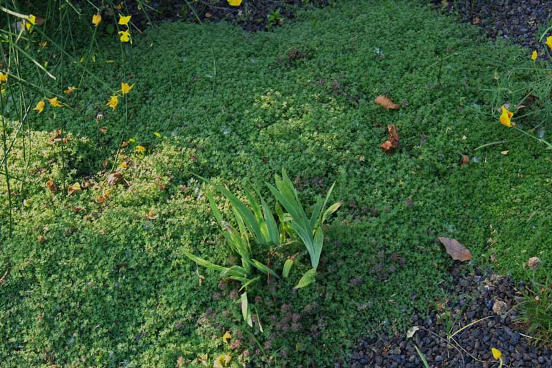 thymus-serphyllum-doerfleri-teppichthymus-bambuswald Thymus serpyllum, Sandthymian